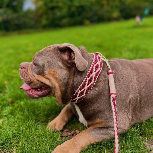 Hondenhalsband + riem Burgundy