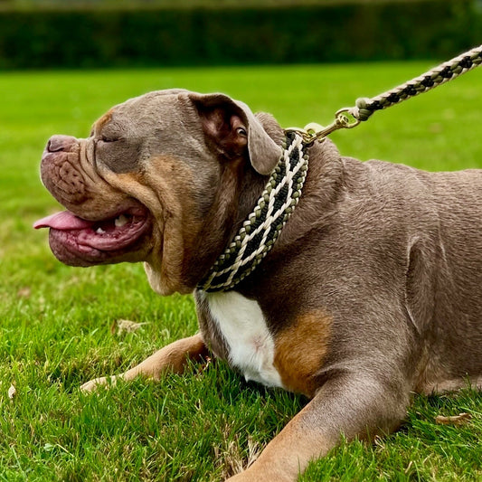 Hondenhalsband + riem Olive