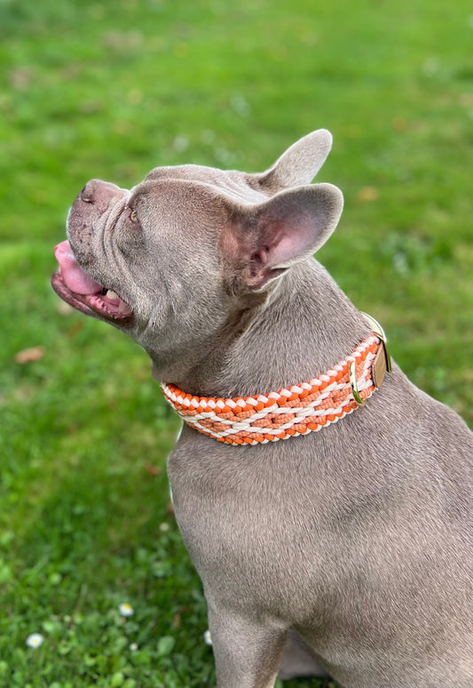 Hondenhalsband + riem Orange